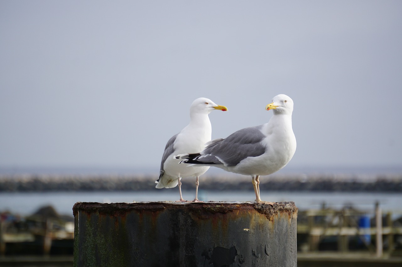 gull  lake  bird free photo