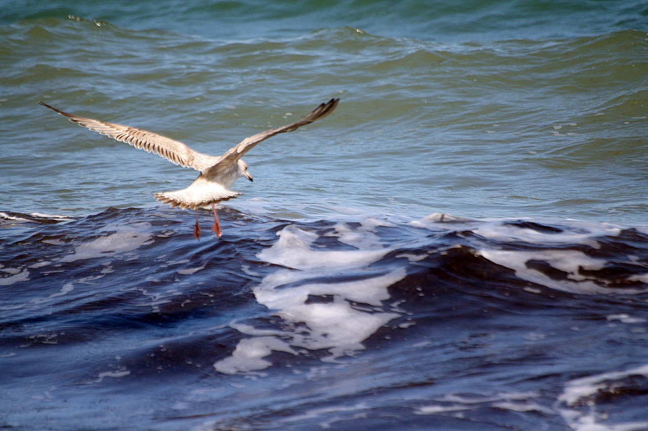 gull  descent  catch free photo
