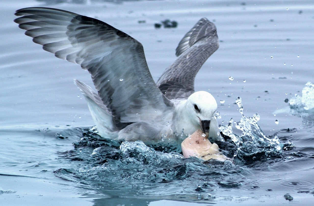 gull feeding wildlife free photo