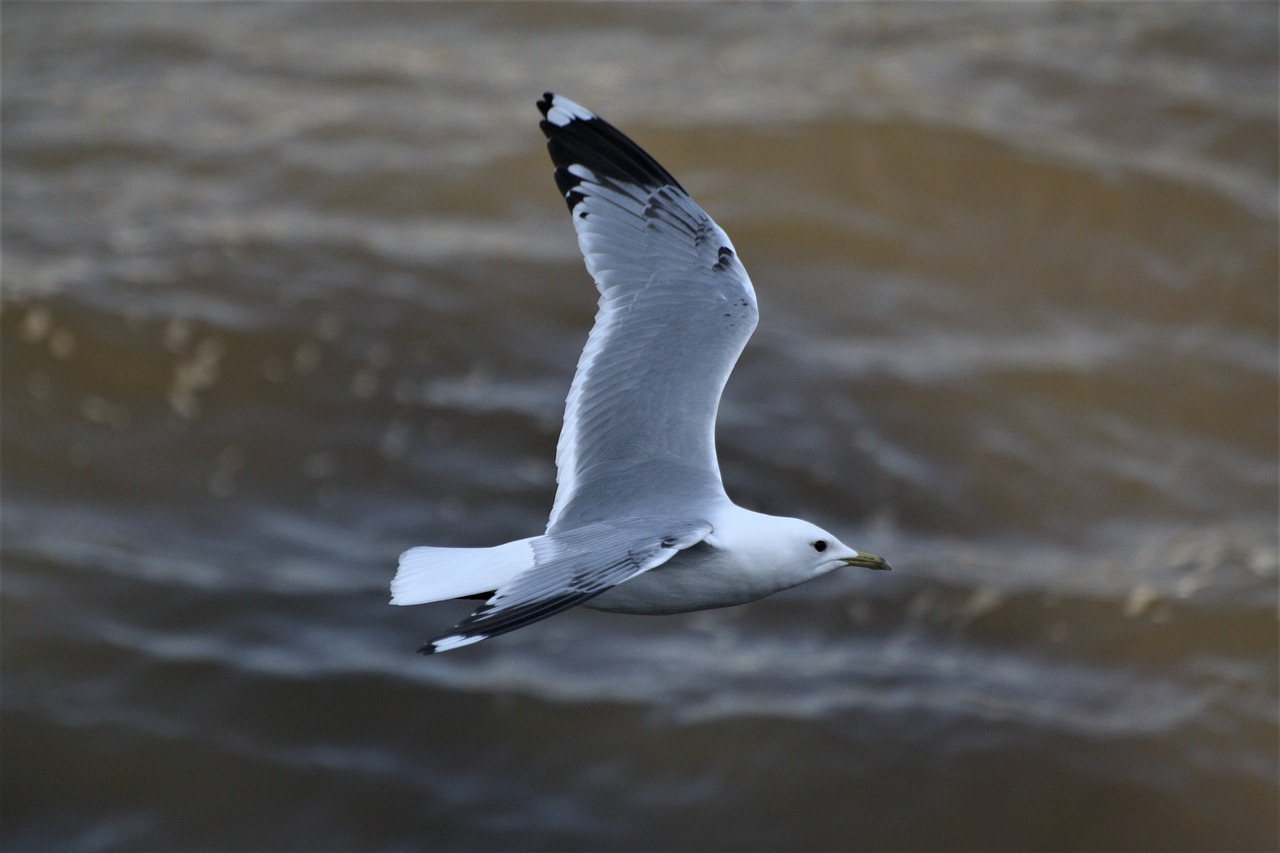 gull  catch  elbe free photo