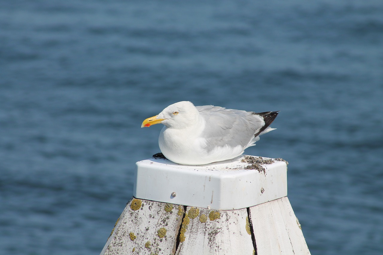 gull sea bird free photo