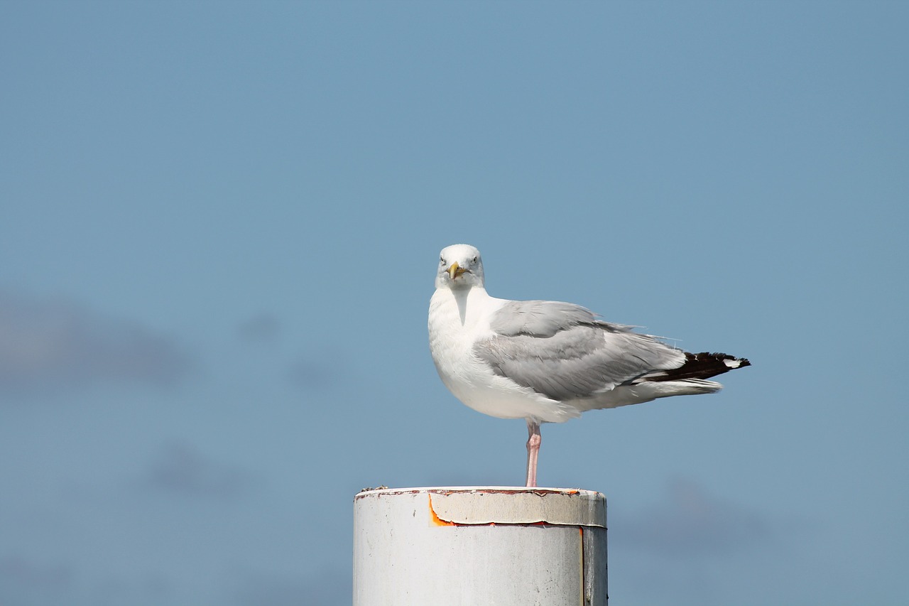 gull bird animal free photo