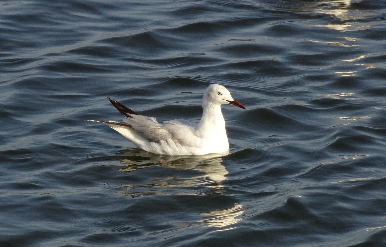 gull  bird  slender-billed gull free photo