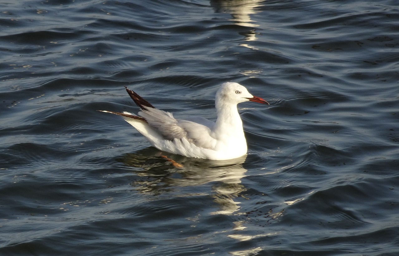 gull  bird  slender-billed gull free photo