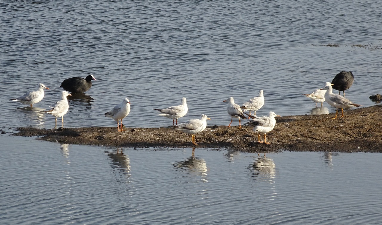 gull  bird  slender-billed gull free photo