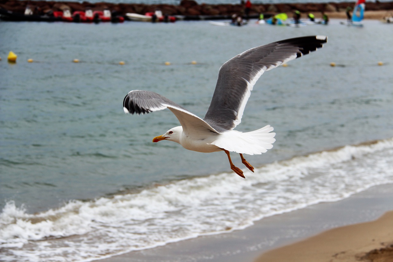 gull  flight  beach free photo