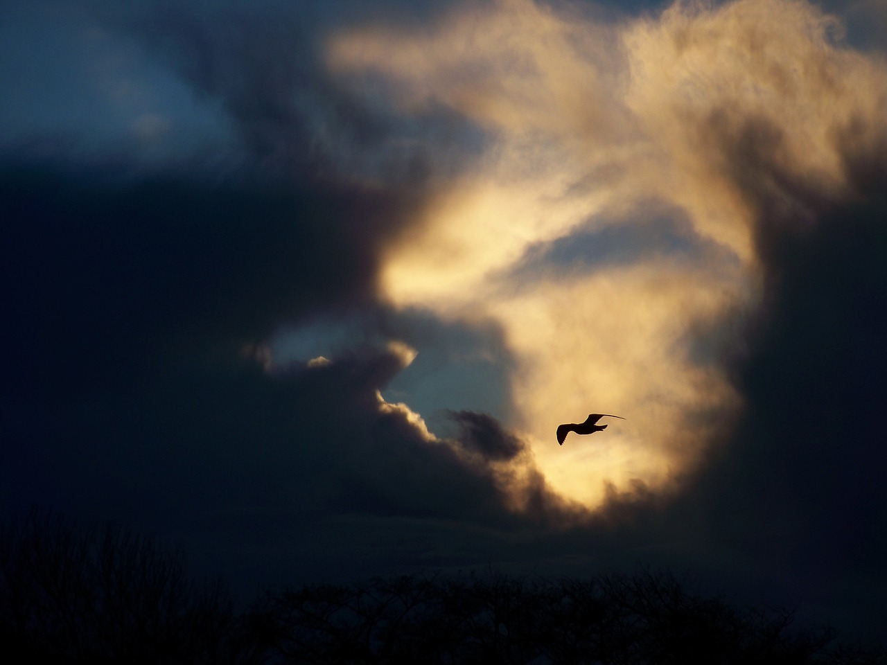 gull  bird  clouds free photo