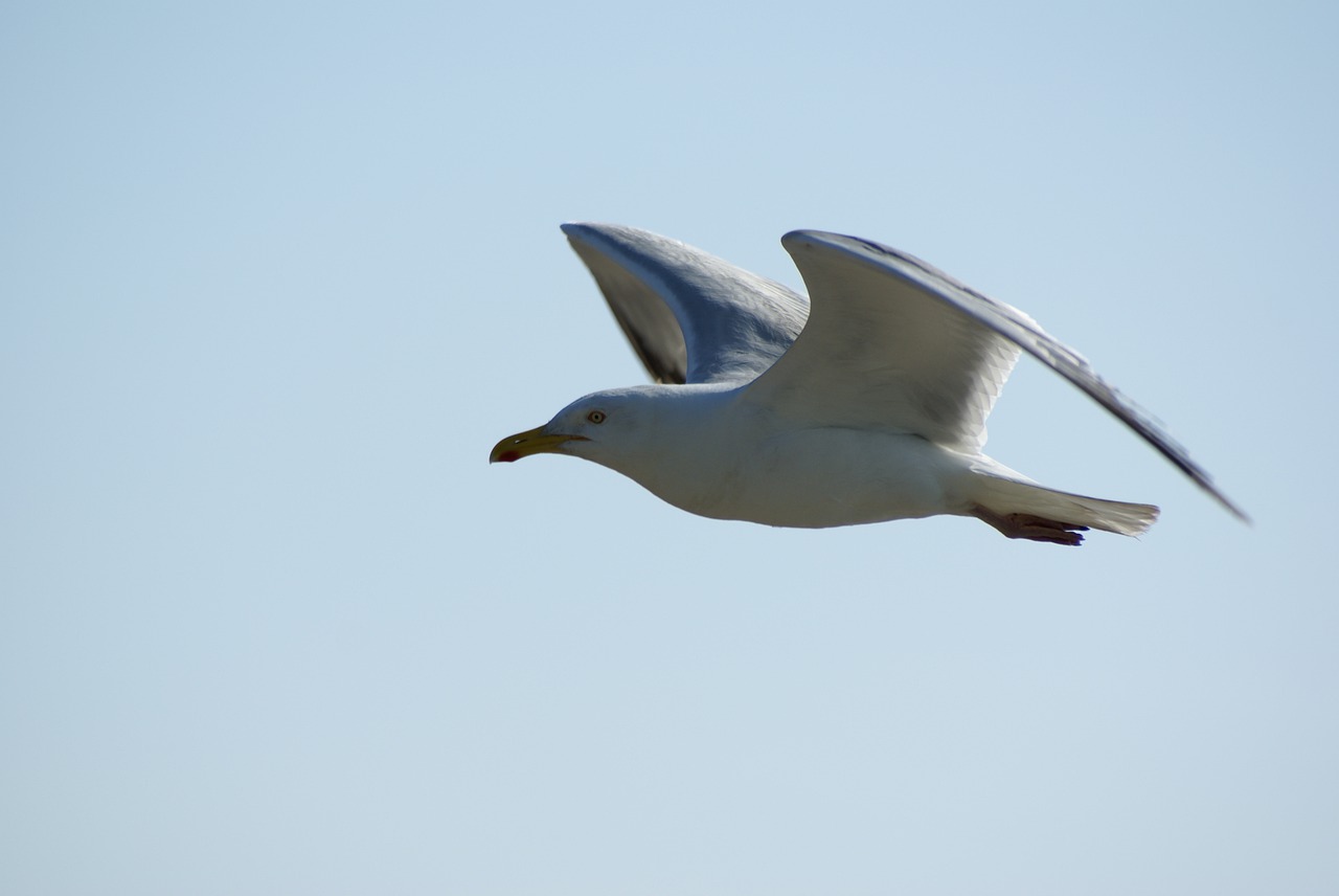 gull  seagull  bird free photo