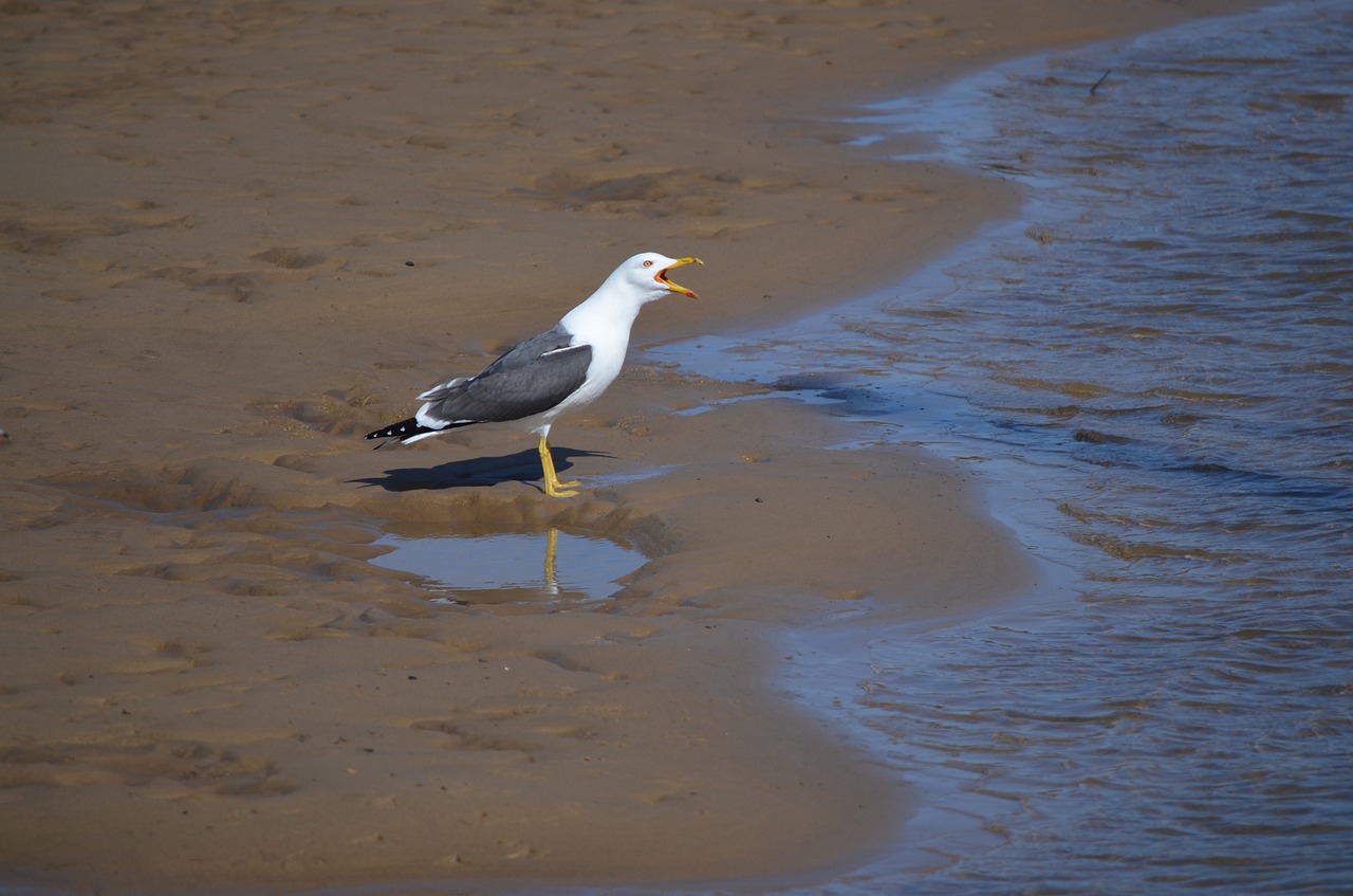 gull  beach  seagull free photo