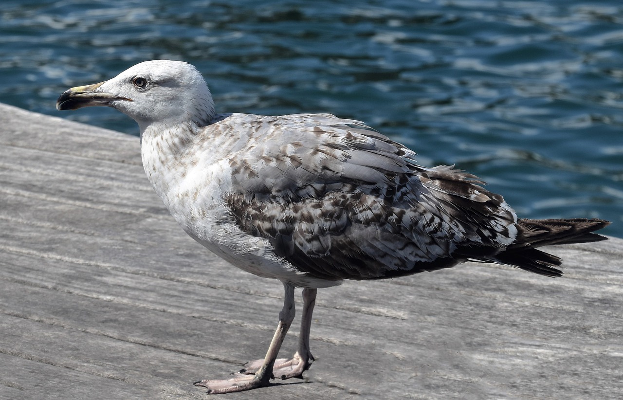 gull  seagull  bird free photo