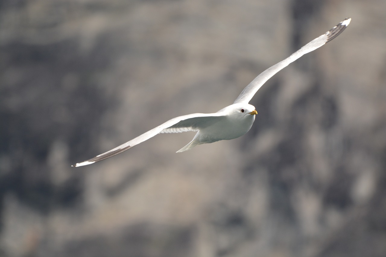 gull birds fly free photo