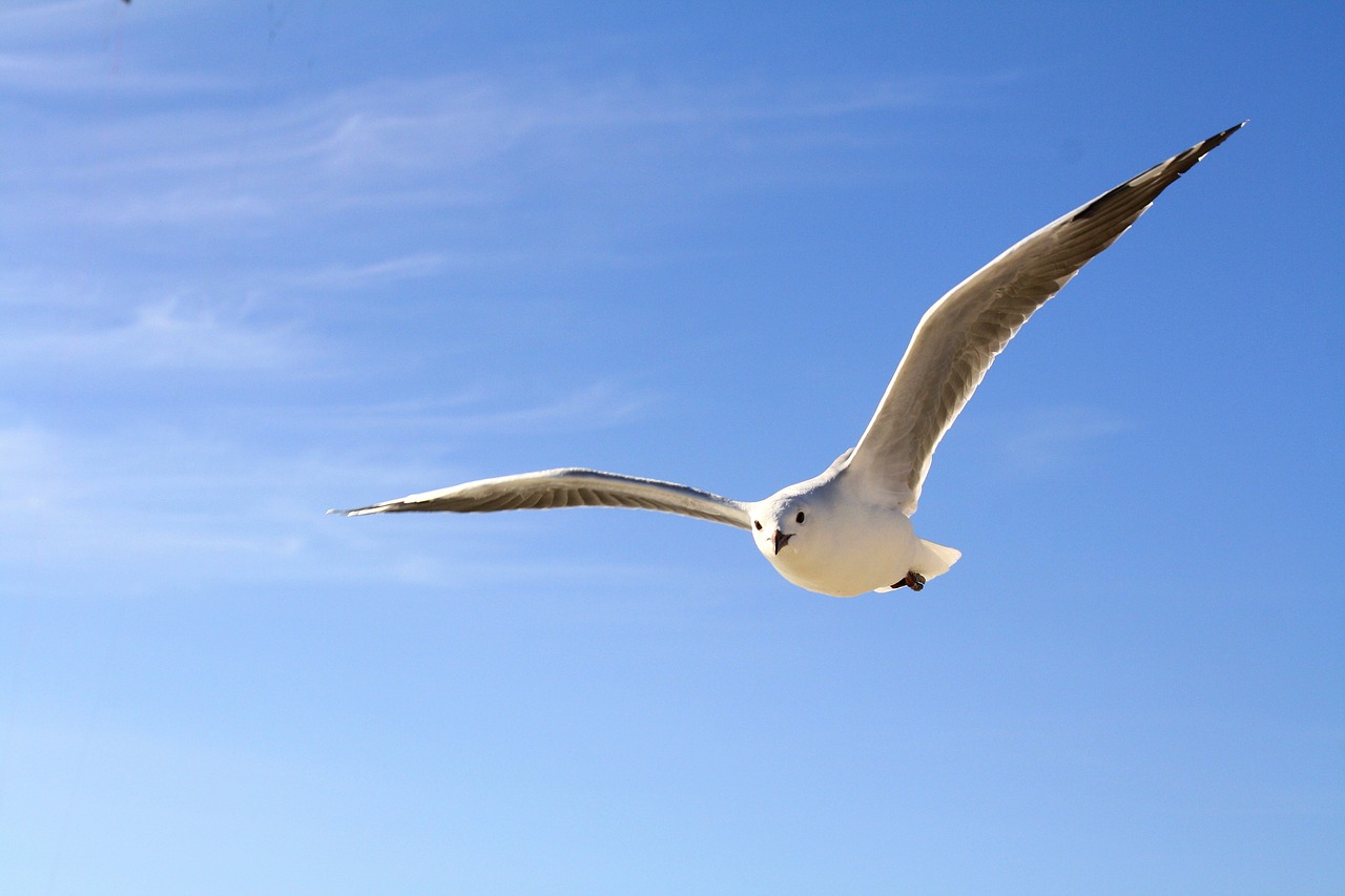 gull sky blue free photo