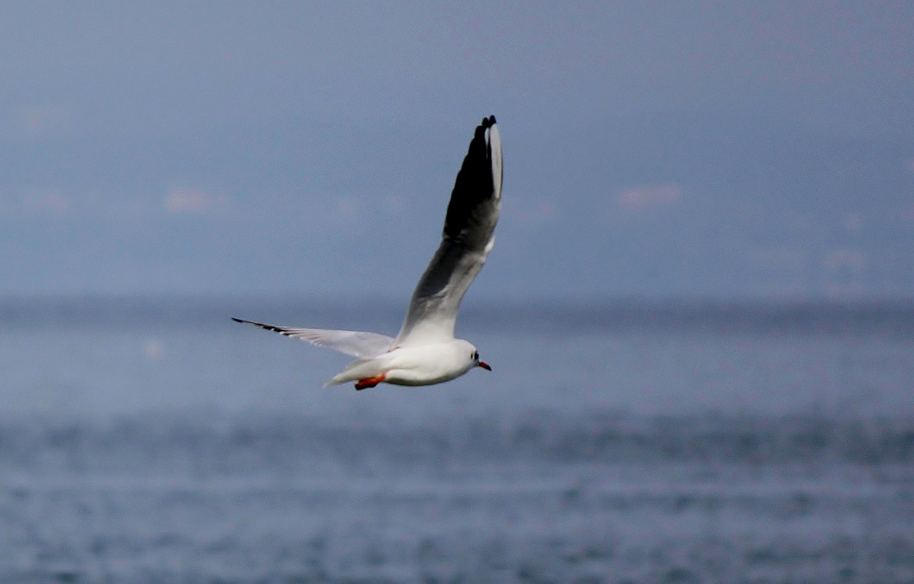 gull flight fly free photo