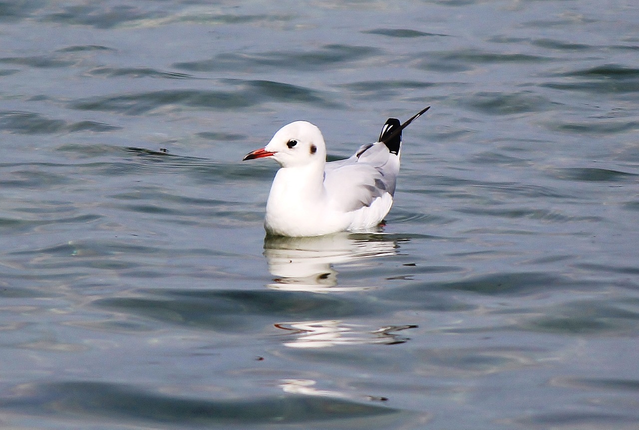 gull bird plumage free photo