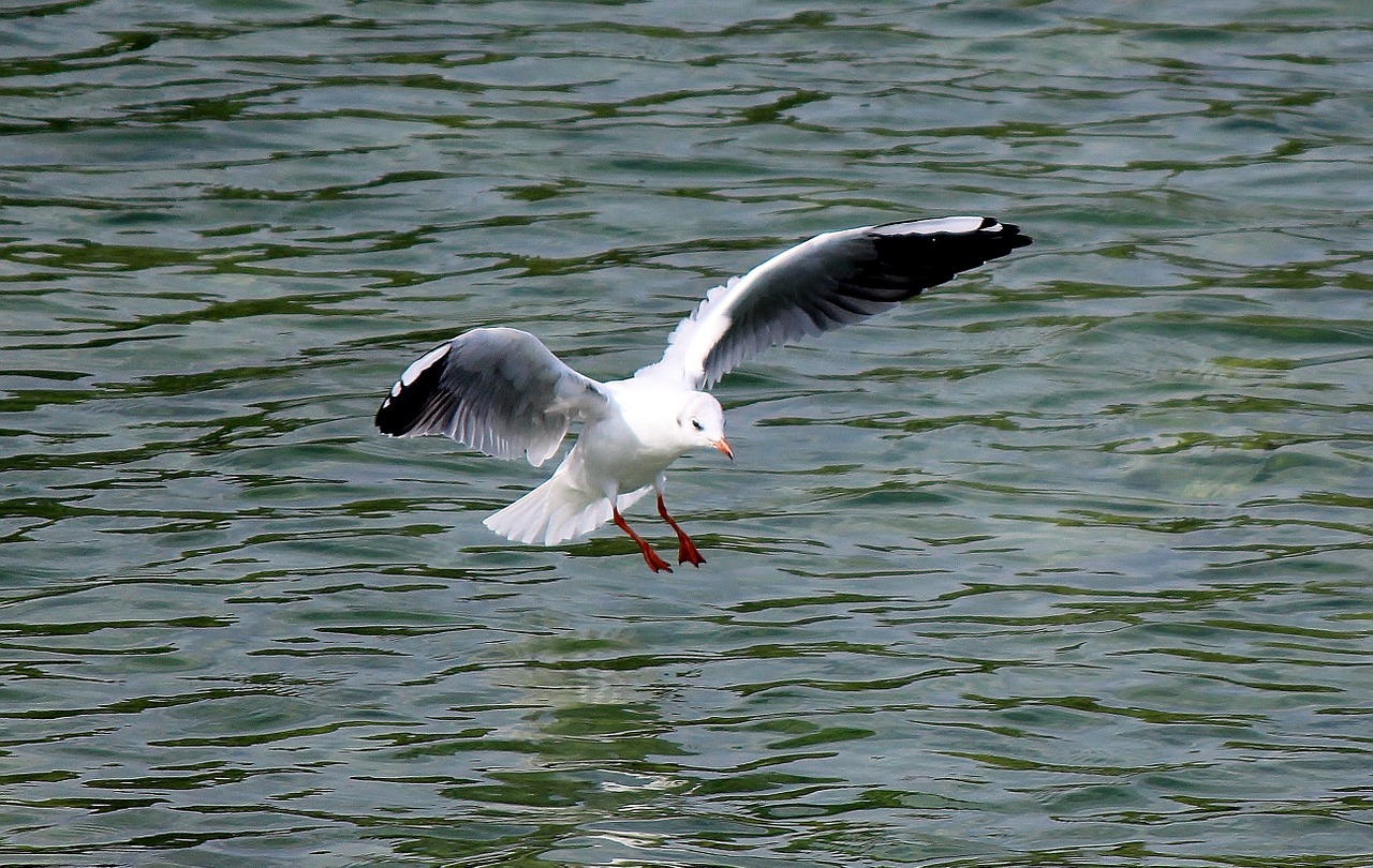 gull flight fly free photo