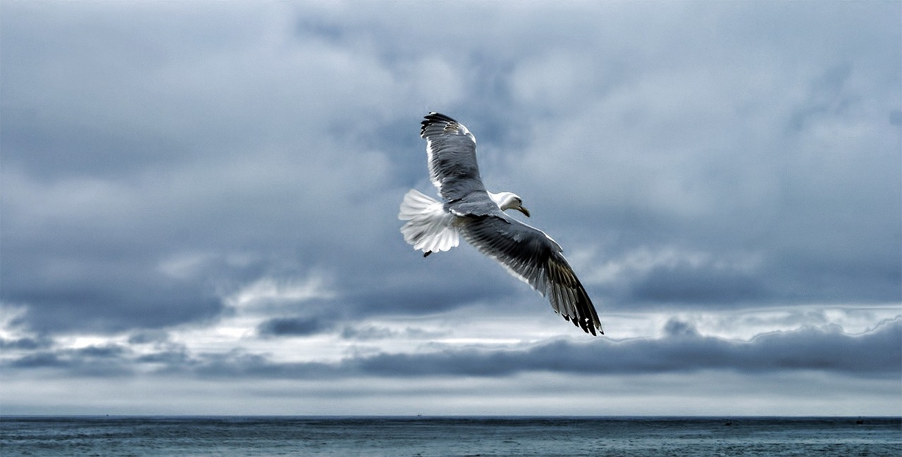 gull sea gull bird free photo