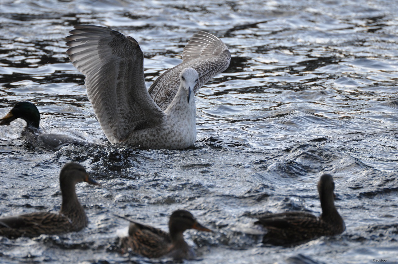 gull bird water free photo