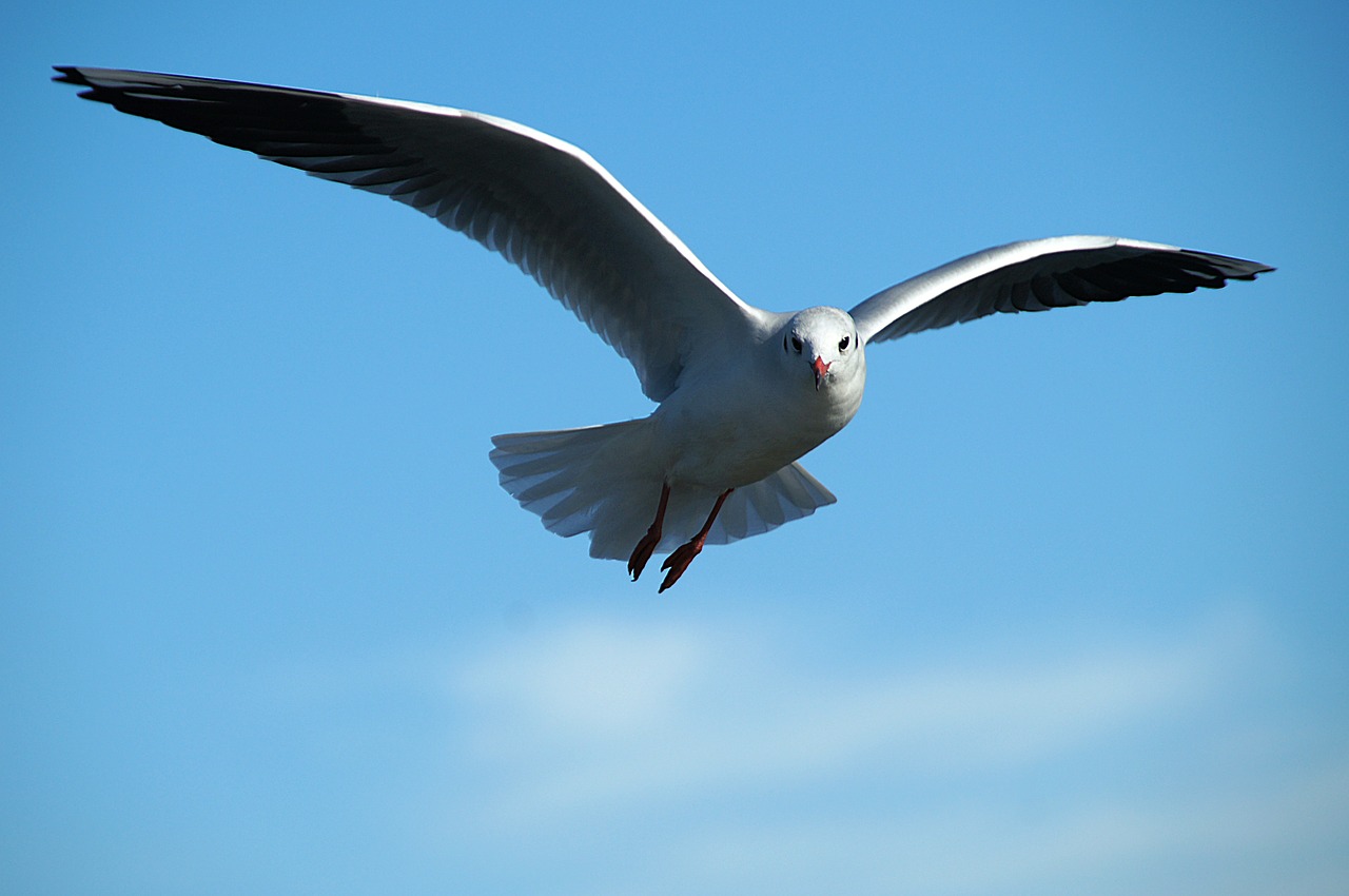 gull tern bird flight free photo