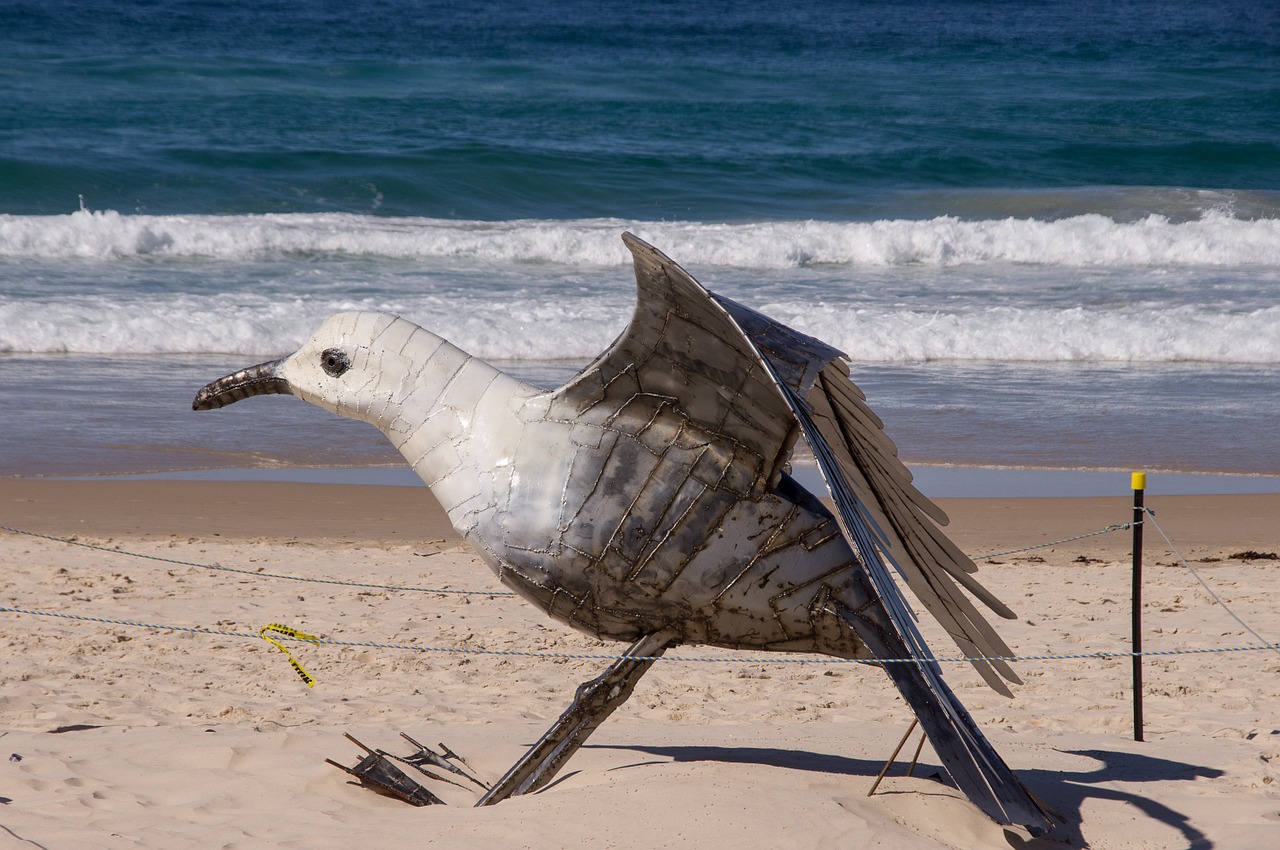 gull seagull large free photo