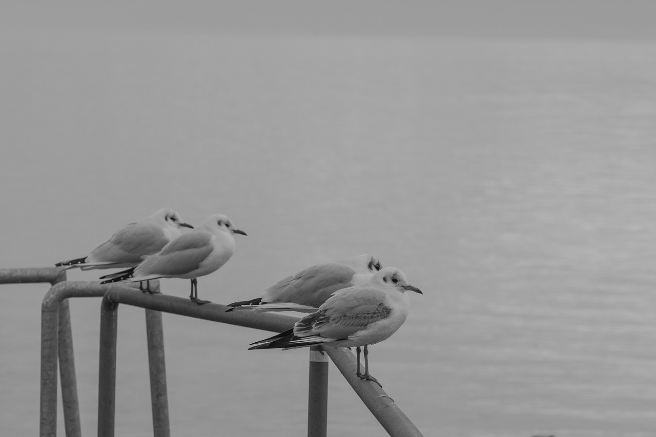gull seemoeve animals free photo