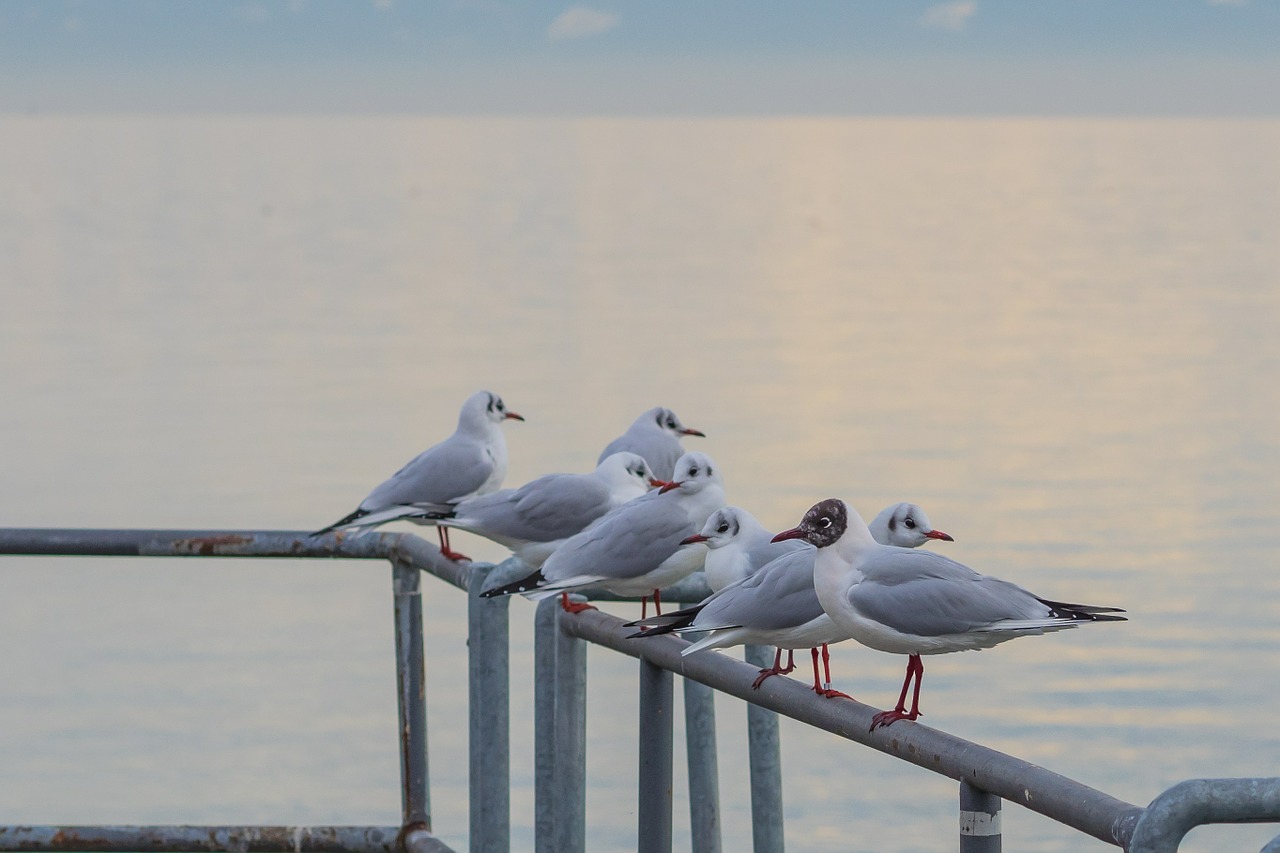 gull seemoeve animals free photo