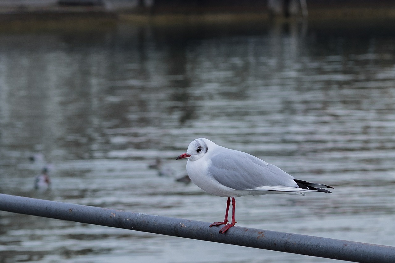 gull seemoeve animals free photo