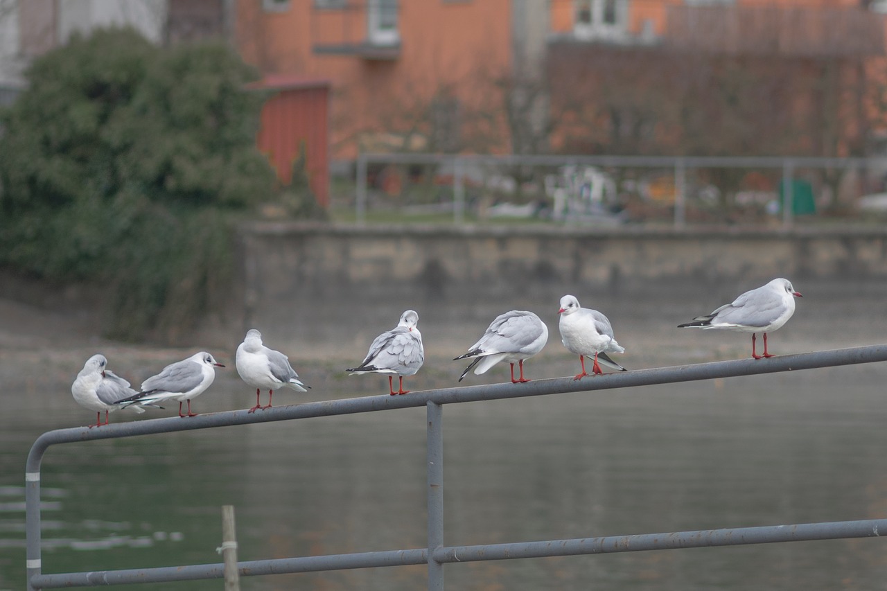 gull seemoeve animals free photo