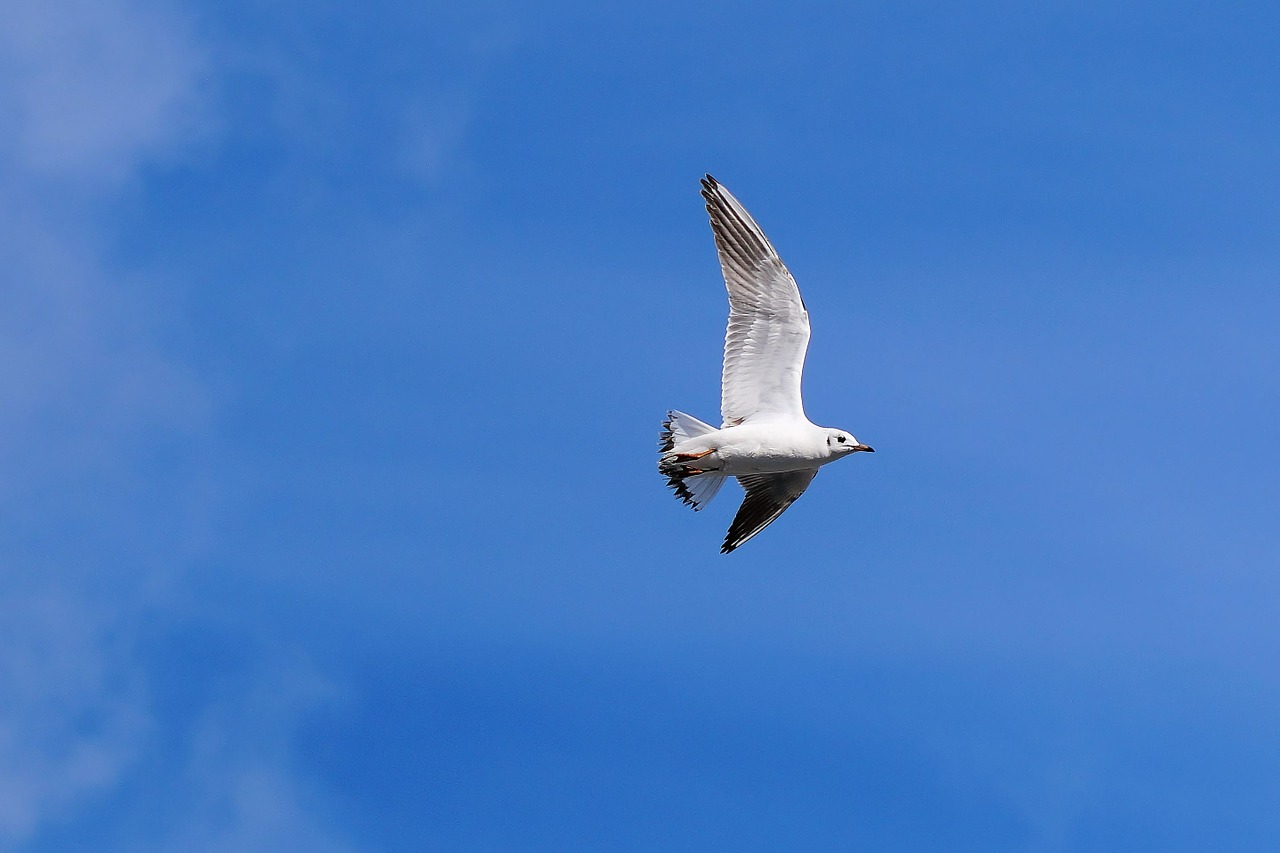 gull flight sky free photo