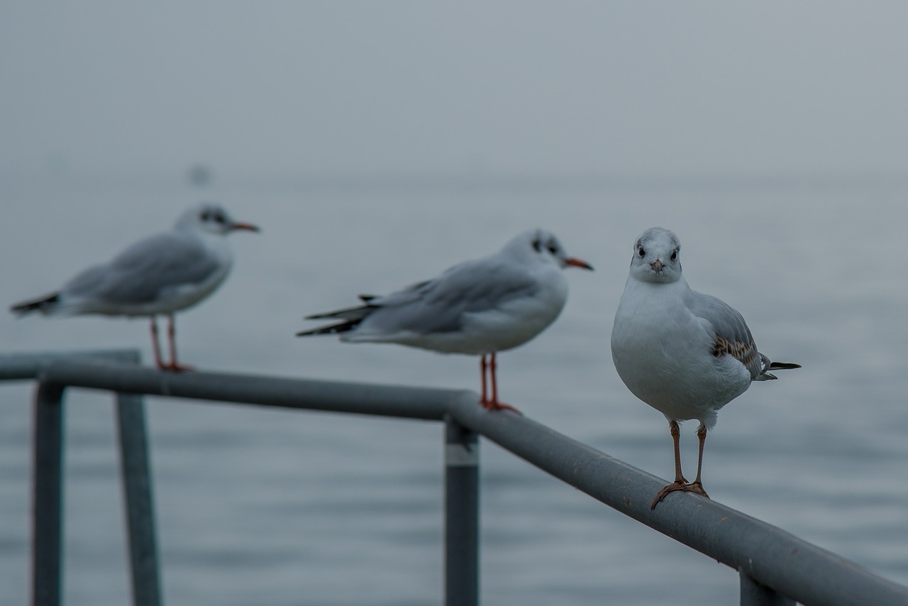 gull seemoeve railing free photo