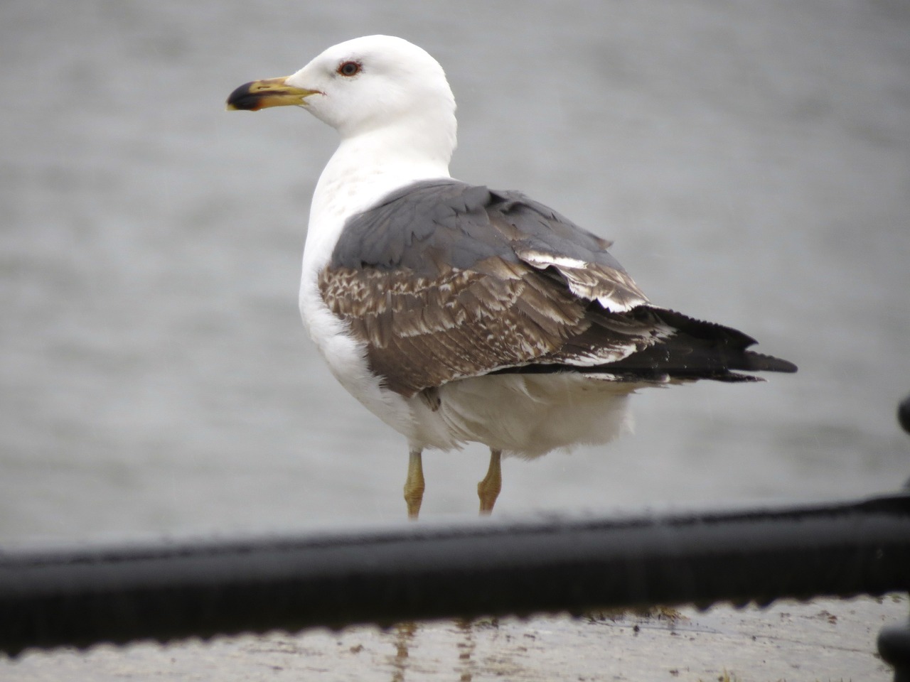 gull seagull bird free photo