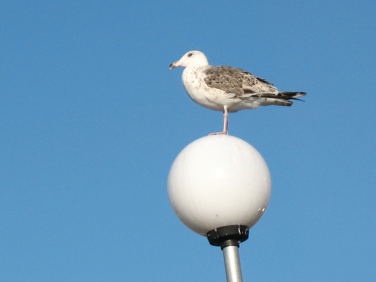 gull himmel summer free photo