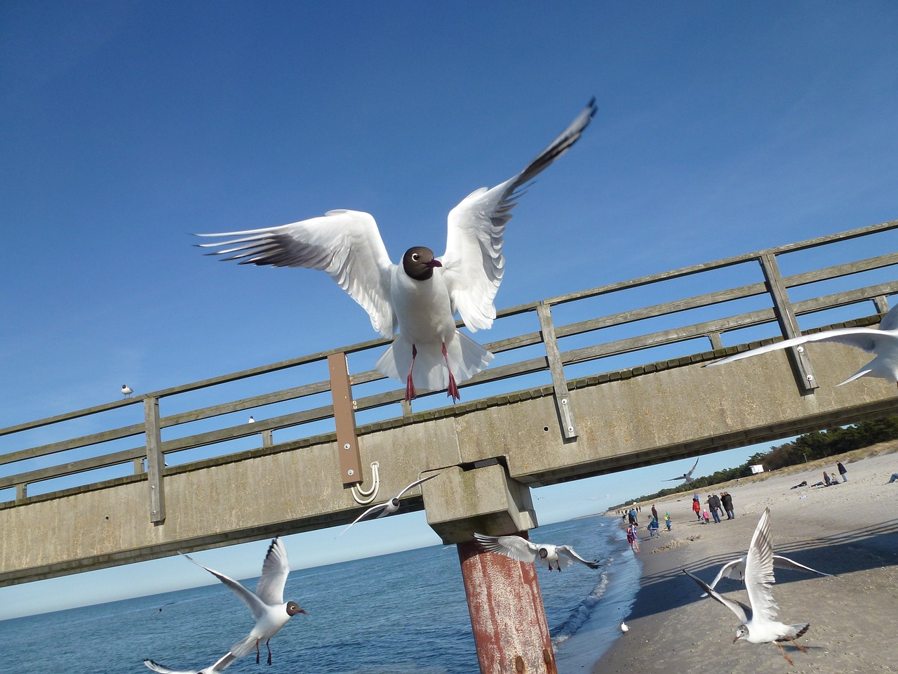 gull sea beach free photo