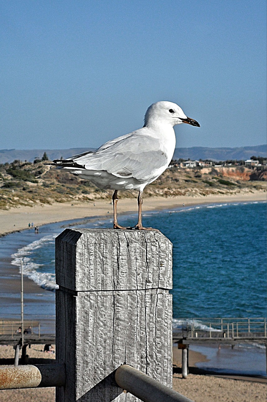 gull sea bird free photo