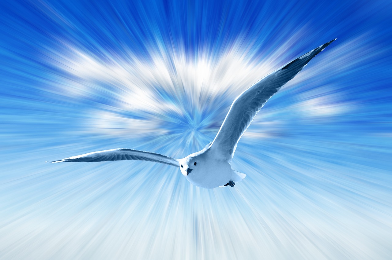 gull sky blue free photo