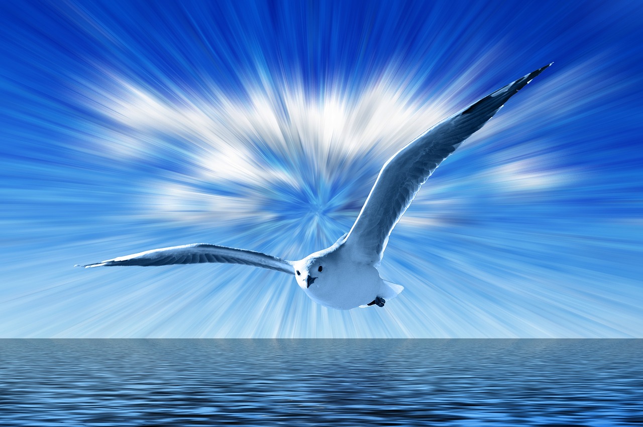 gull sky blue free photo