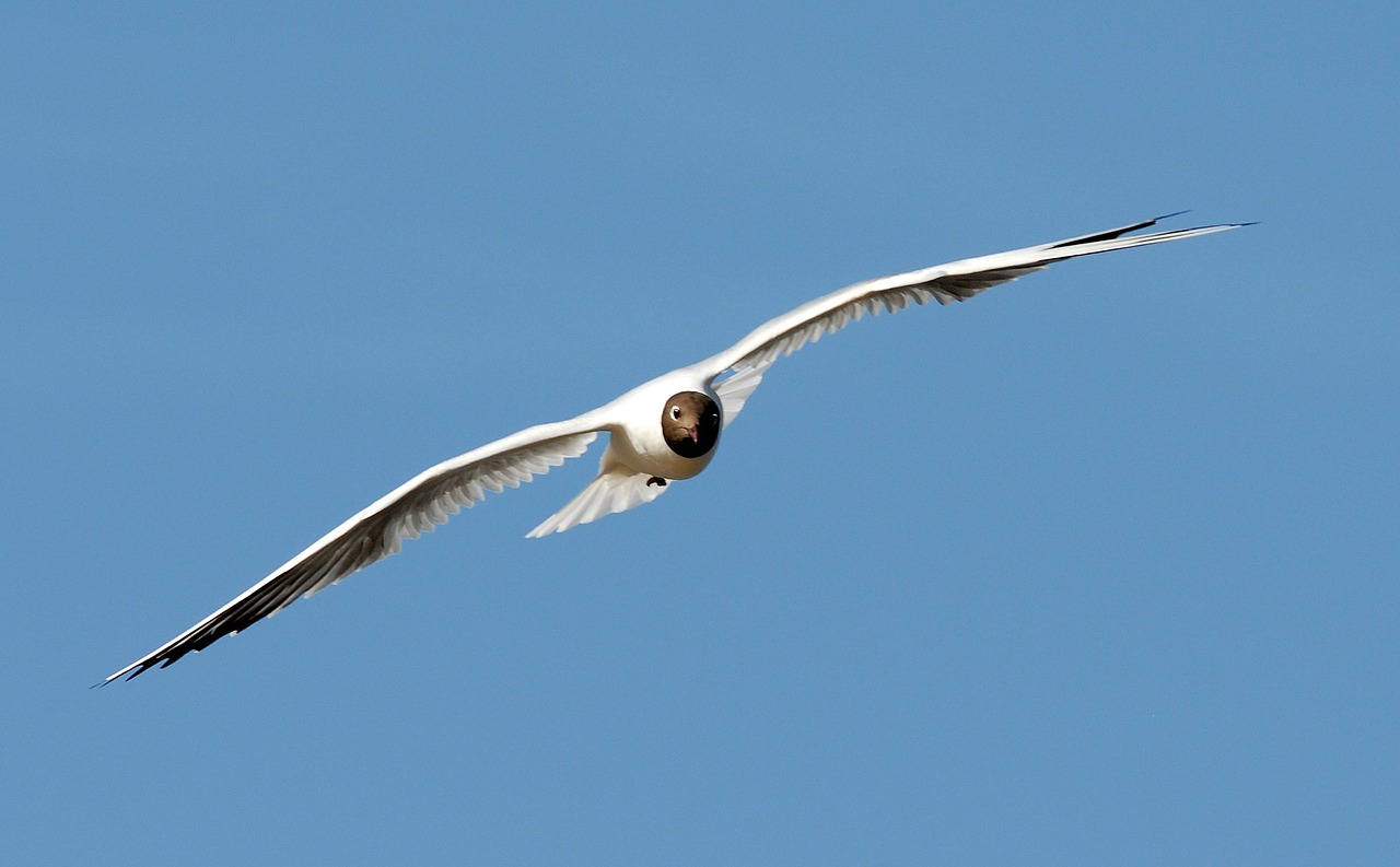 gull flight bird free photo