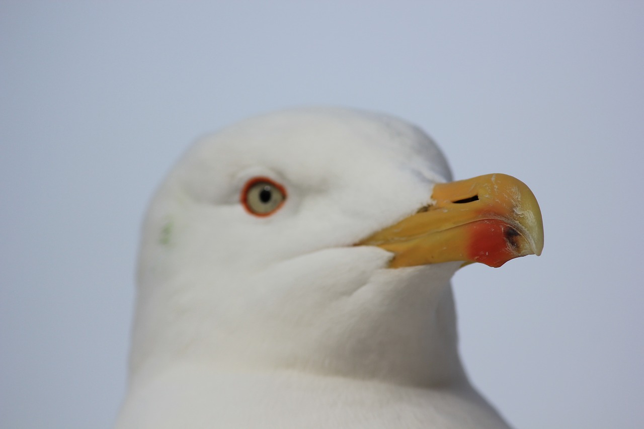 gull bill bird free photo