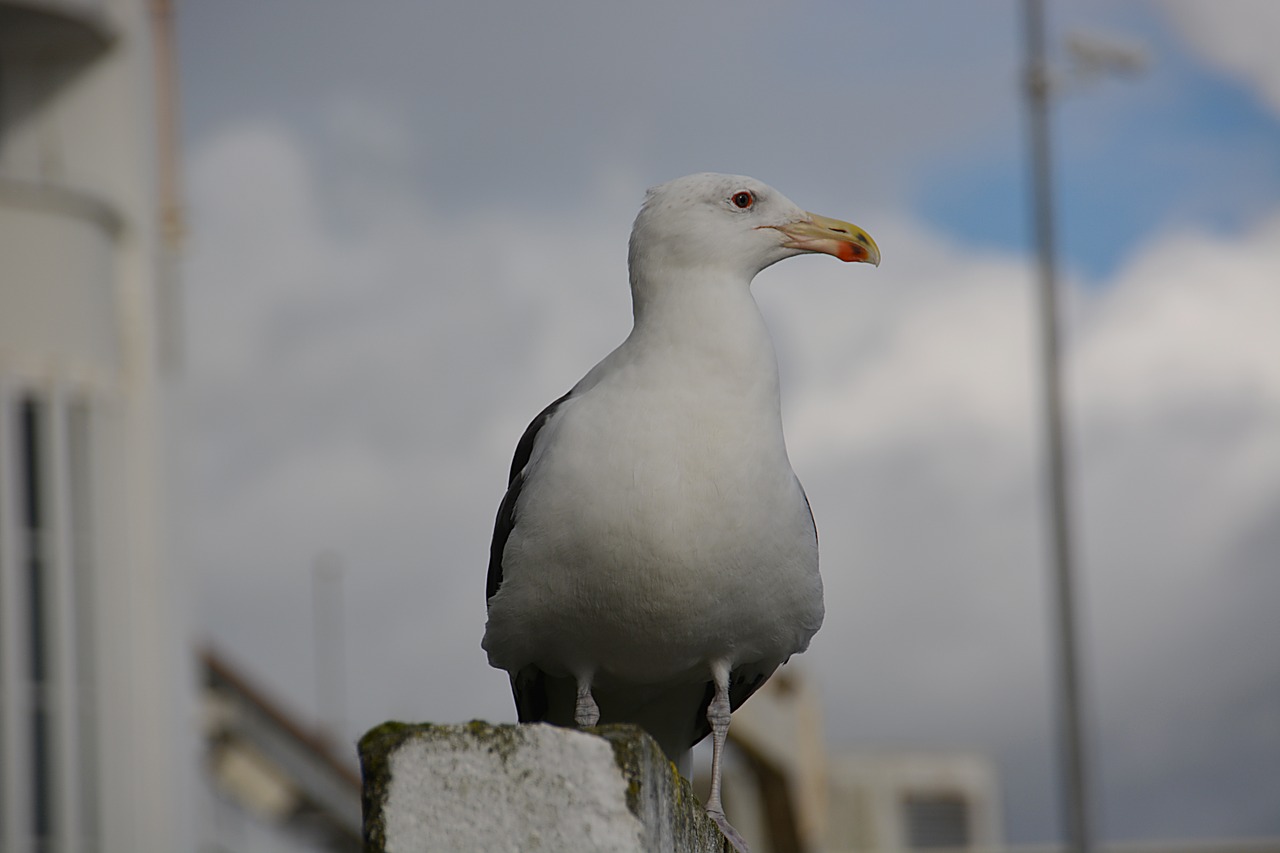gull bird animal free photo