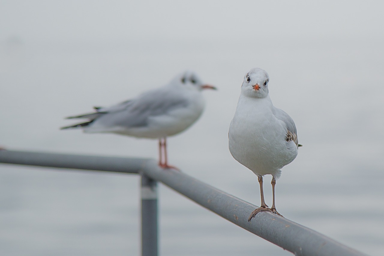 gull birds animal free photo