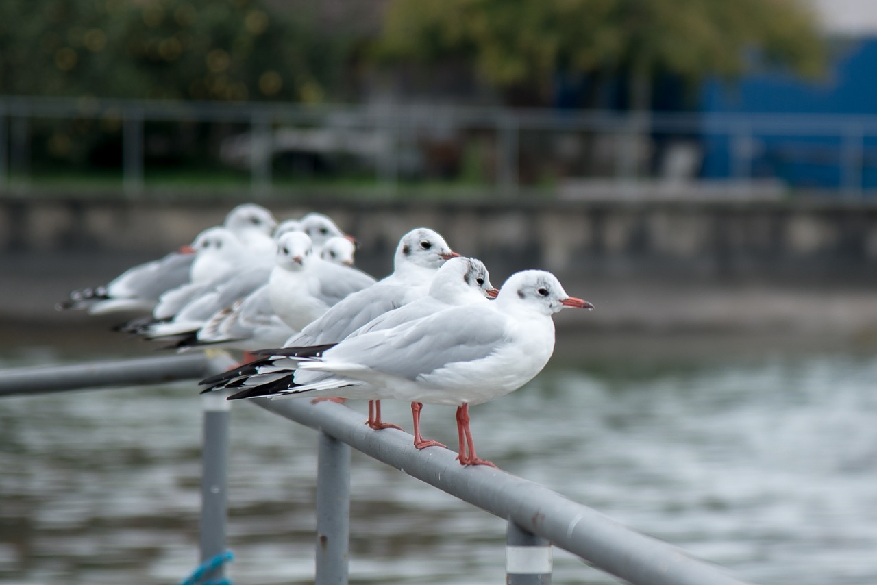 gull seagull bird water bird free photo