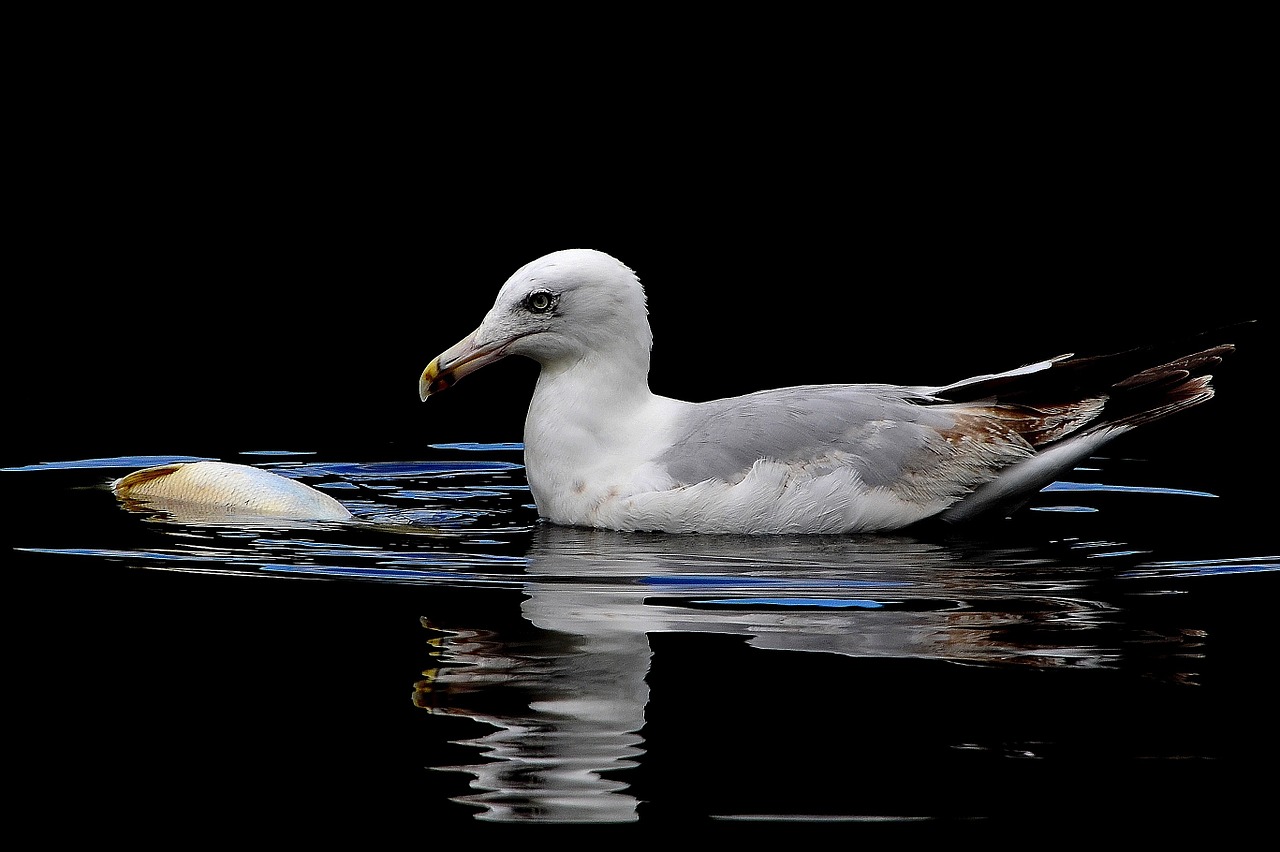 gull carp lake free photo