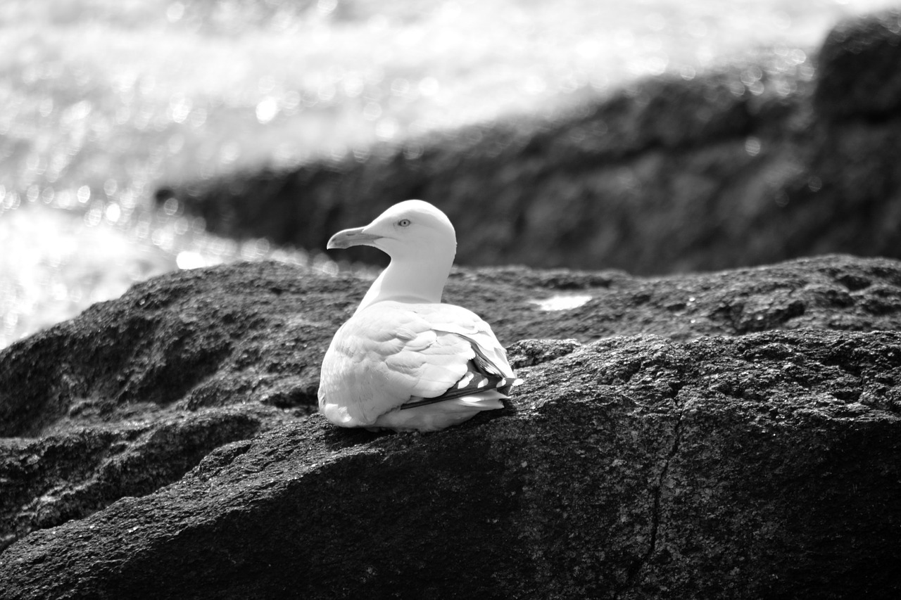 gull bird animal free photo