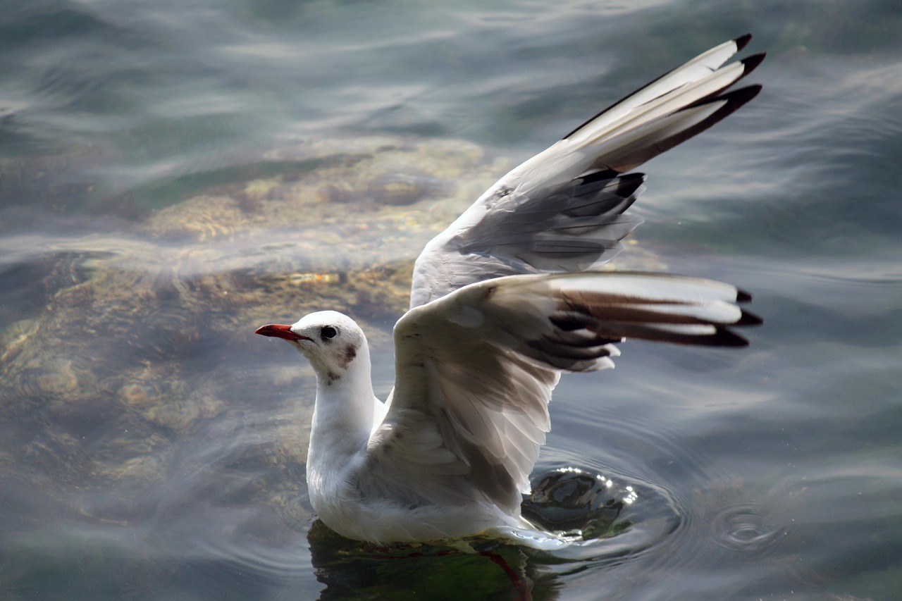 gull black sea flight free photo