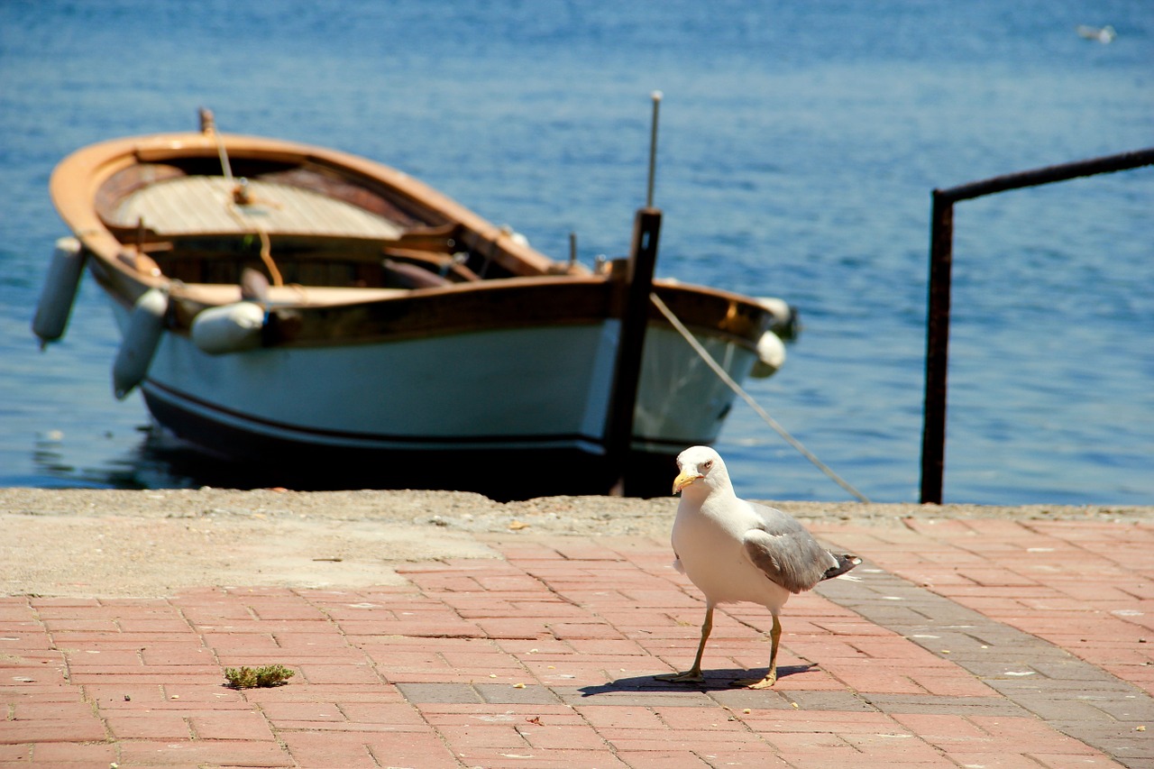 gull sea rowing boat free photo