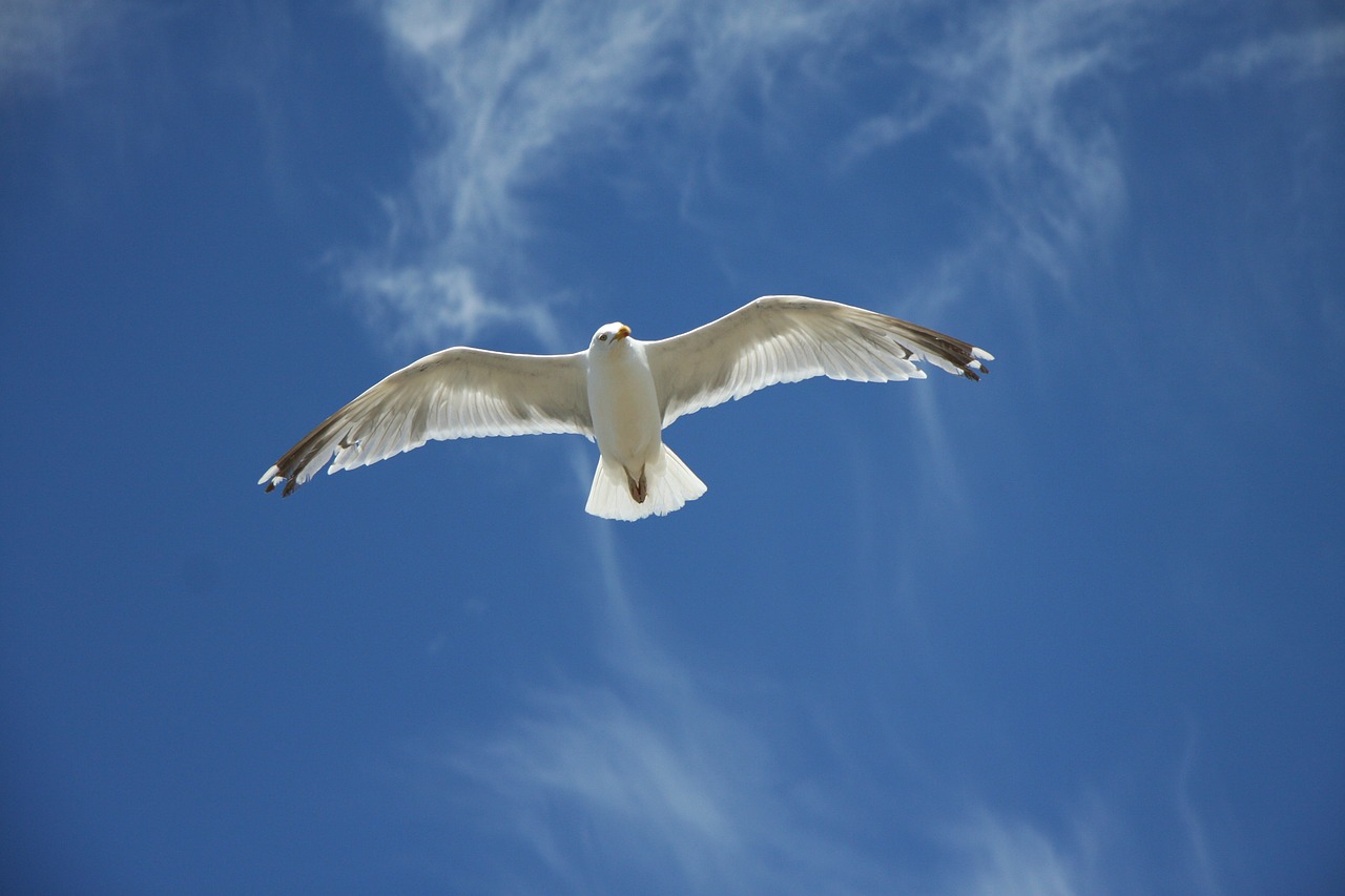 gull sky blue free photo