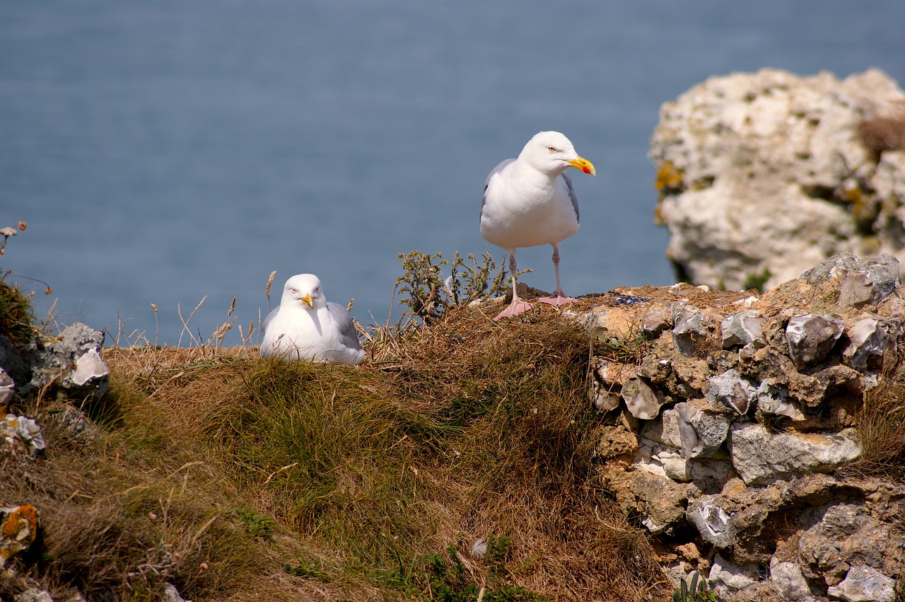 gull breed pair free photo