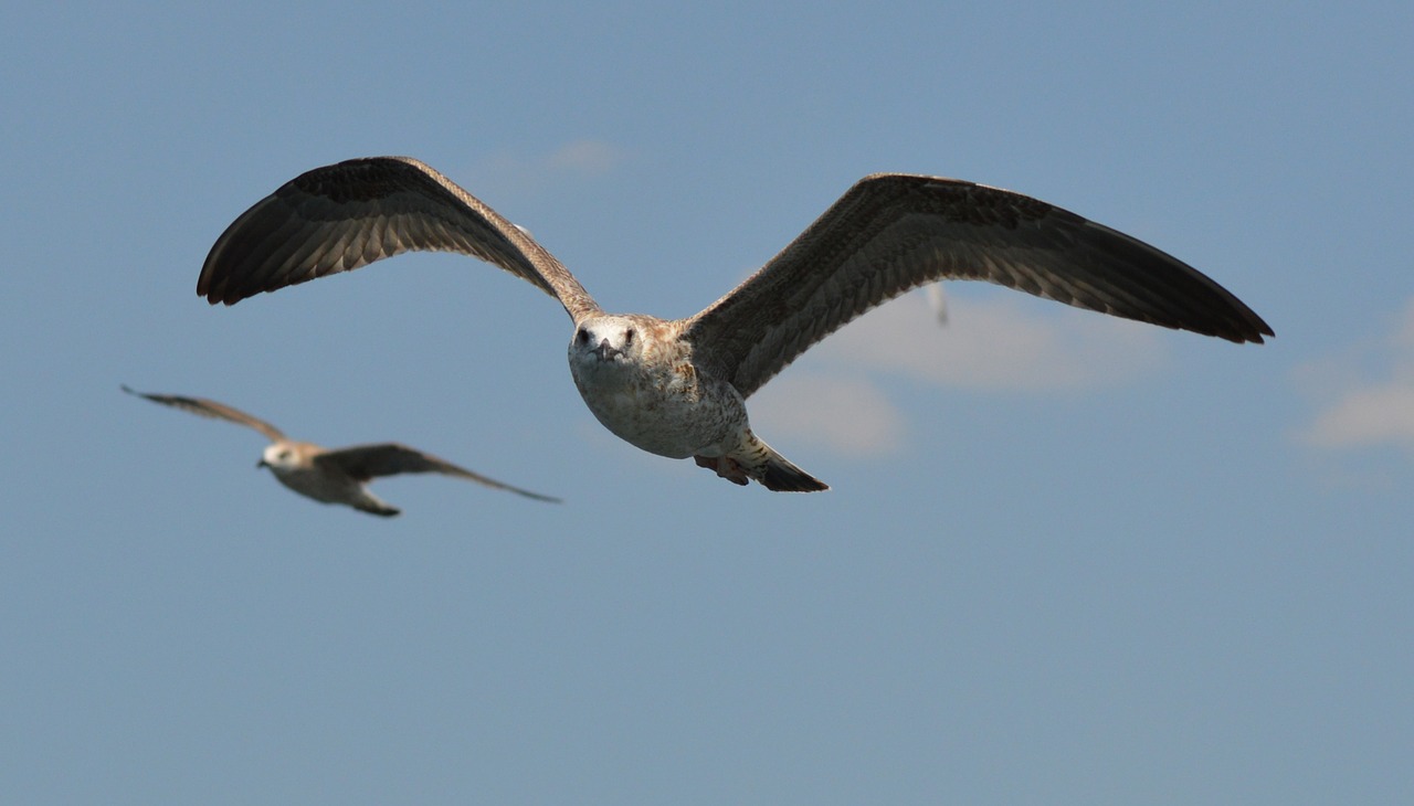 gull bird fly free photo