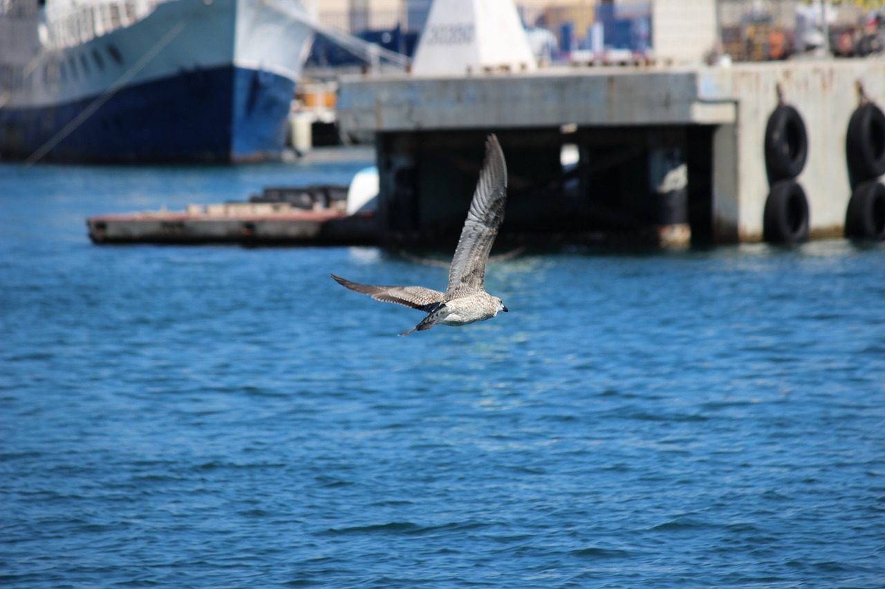 gull flying nature free photo