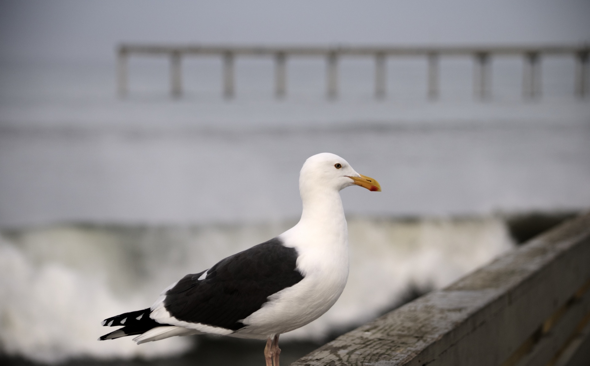 pier ocean sea free photo