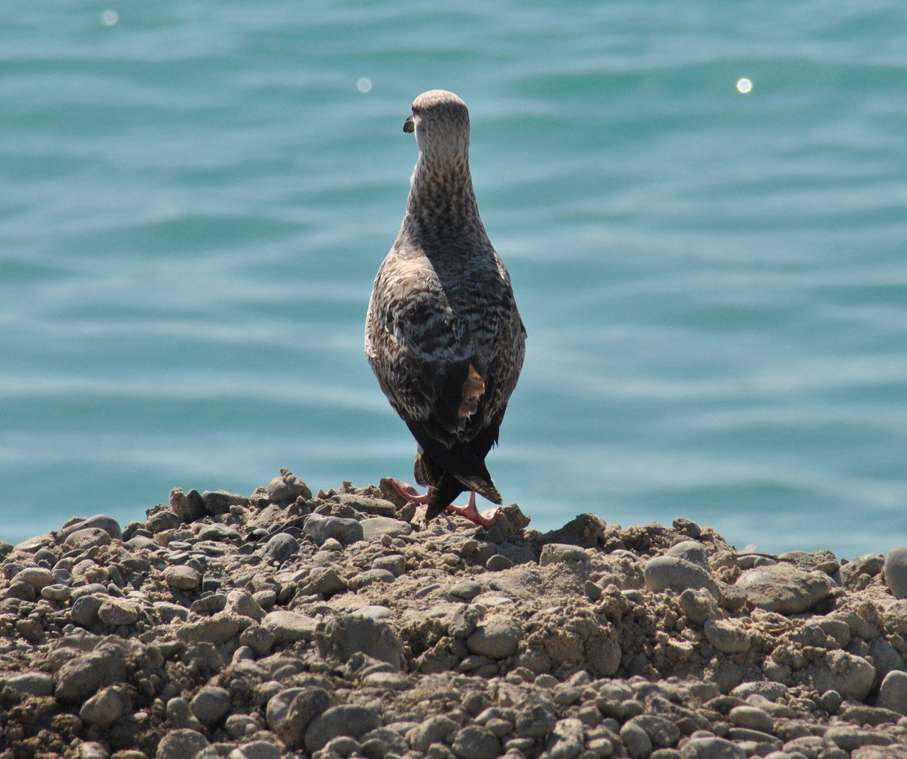 gull at sea seagull coast free photo